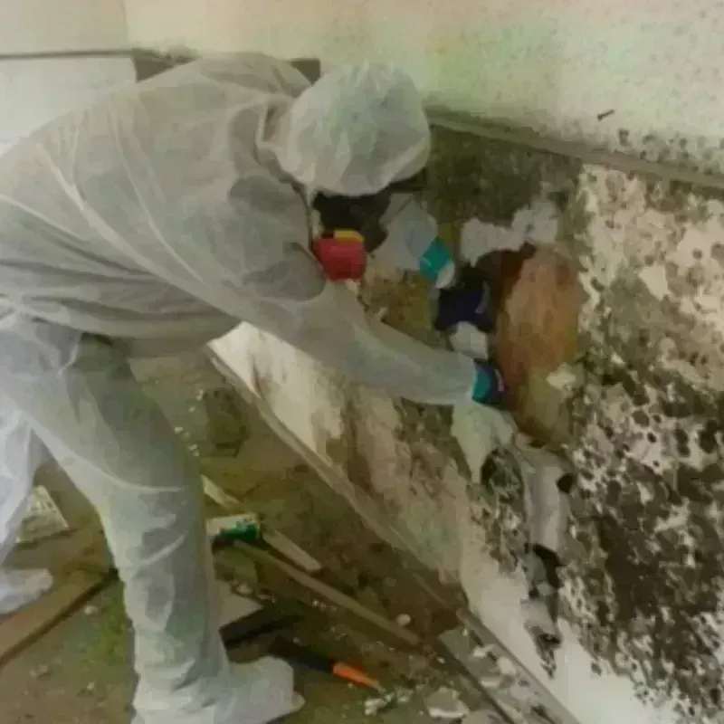 Mold Remediation and Removal in Belville, NC